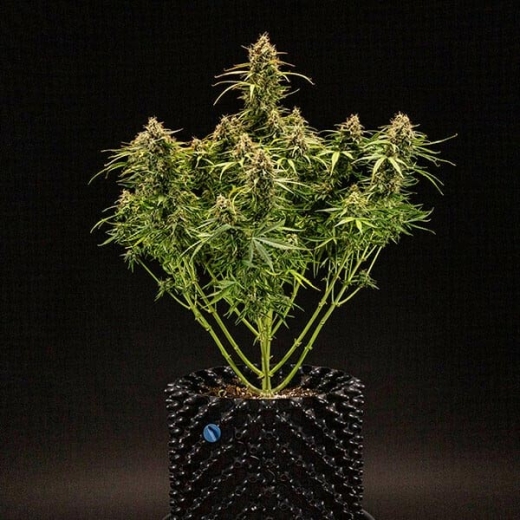 Milky Way F1 Auto (Autoflower)